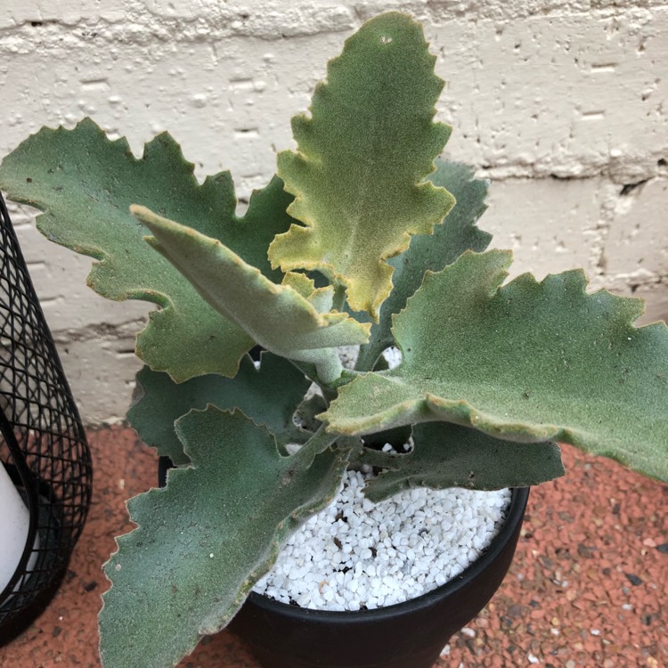 Plant image Kalanchoe Beharensis Oak Leaf