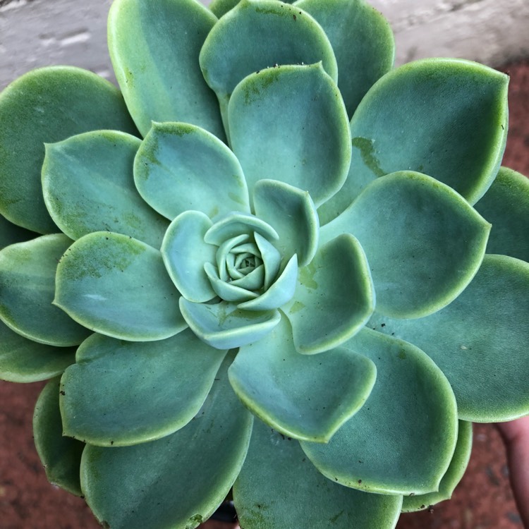 plant image 647388 plant image 647388