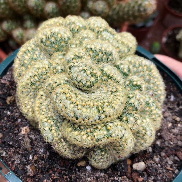 plant image 647440 plant image 647440