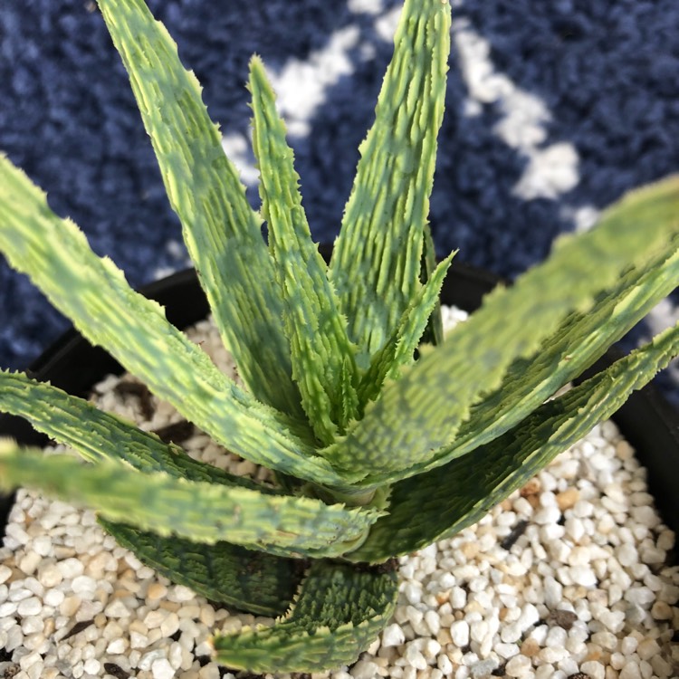 Plant image Aloe Morgan's hybrid