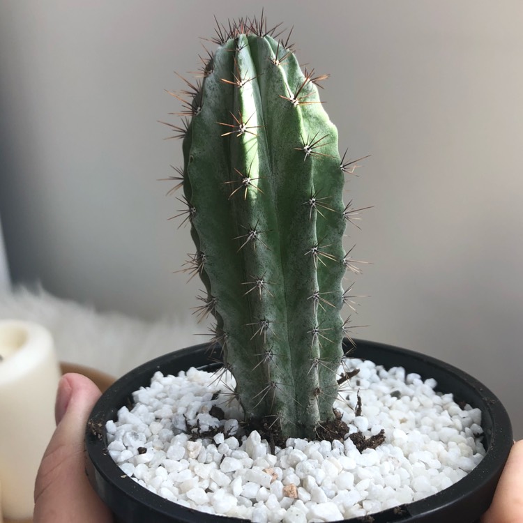 plant image 648081