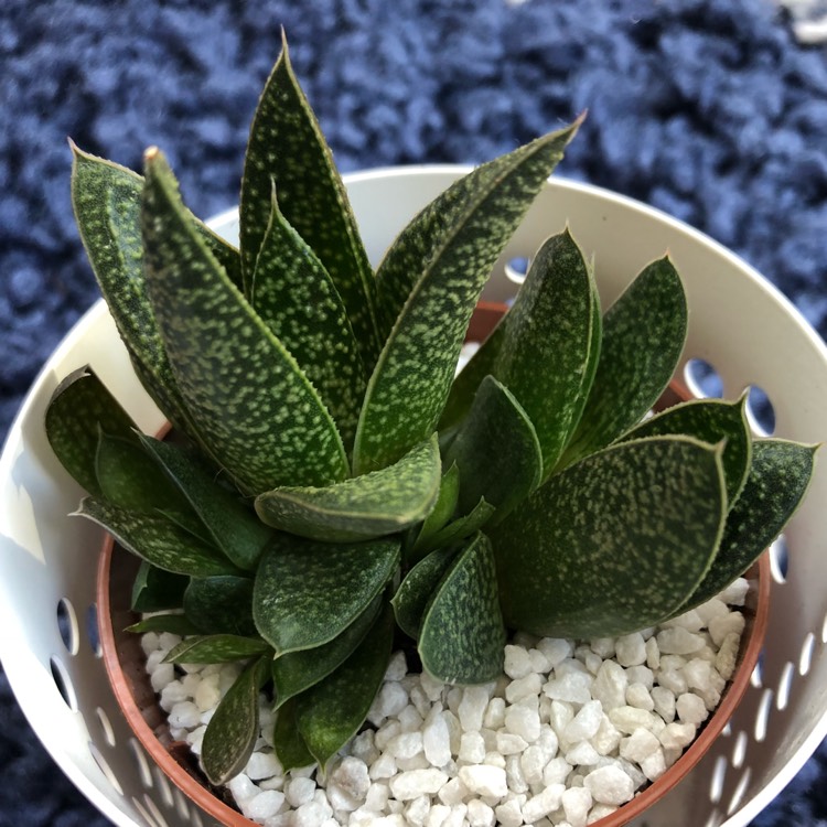 Plant image Gasteria Carinata