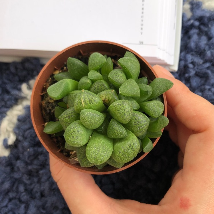 Plant image Haworthia turgida var. suberecta