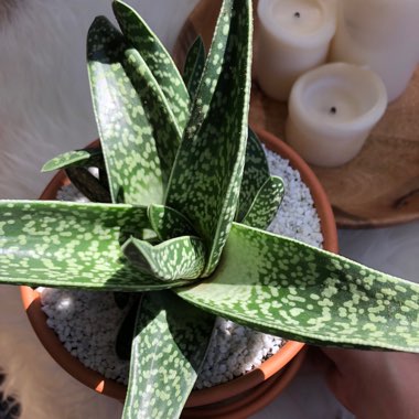 Aloe 'Partridge Breast'