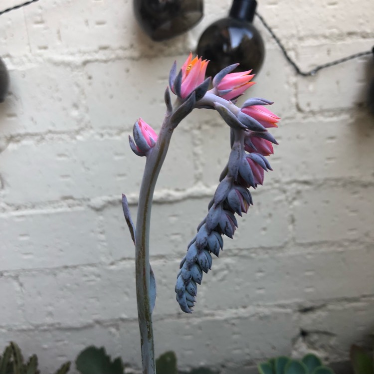 plant image 649198