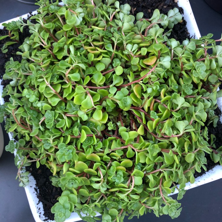 Plant image Sedum makinoi 'Green Blob'