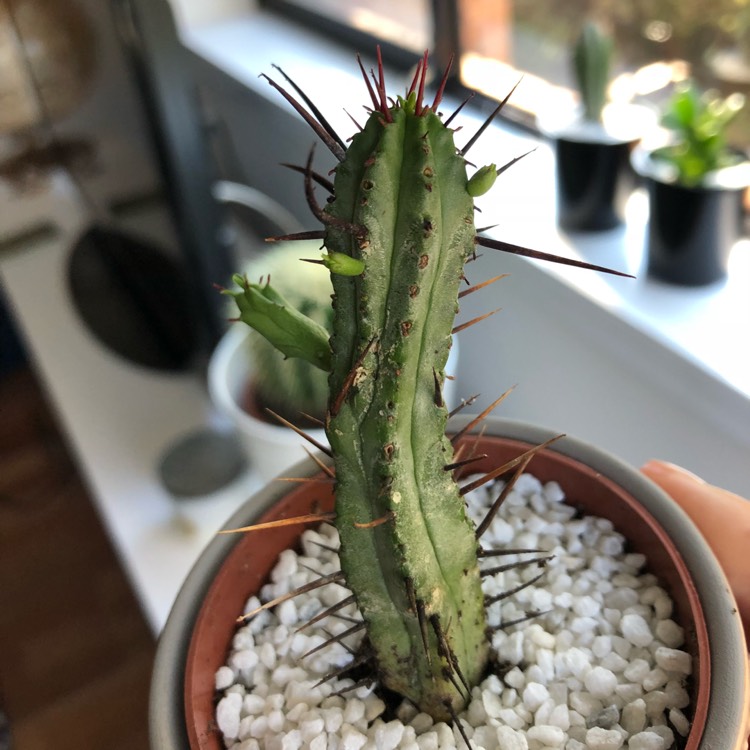 plant image 649271