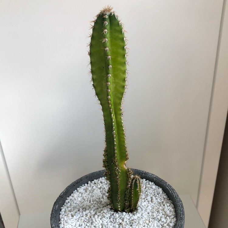 plant image 650165 plant image 650165