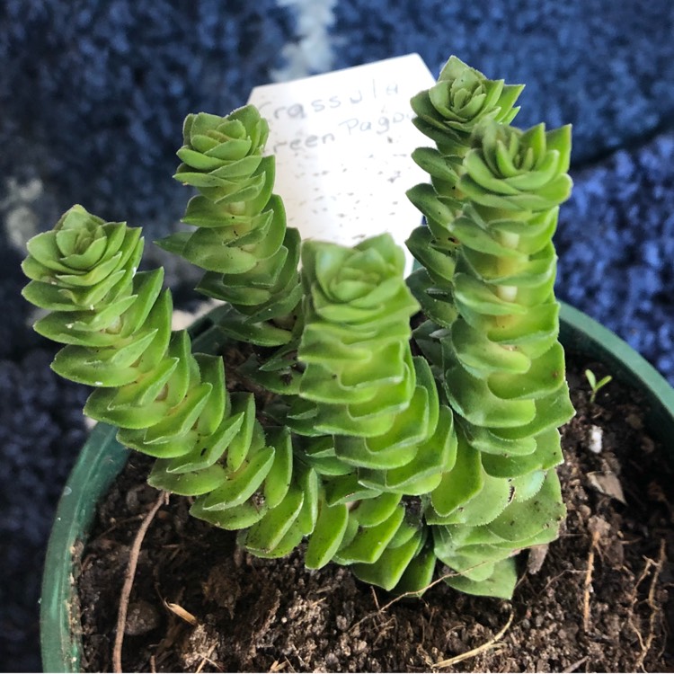 plant image 651178 plant image 651178