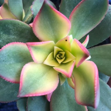 Aeonium Haworthii Dreamcolour
