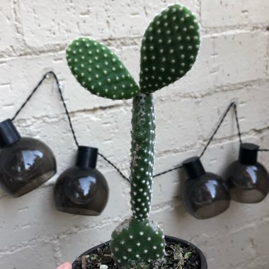 Opuntia microdasys var. albispina
