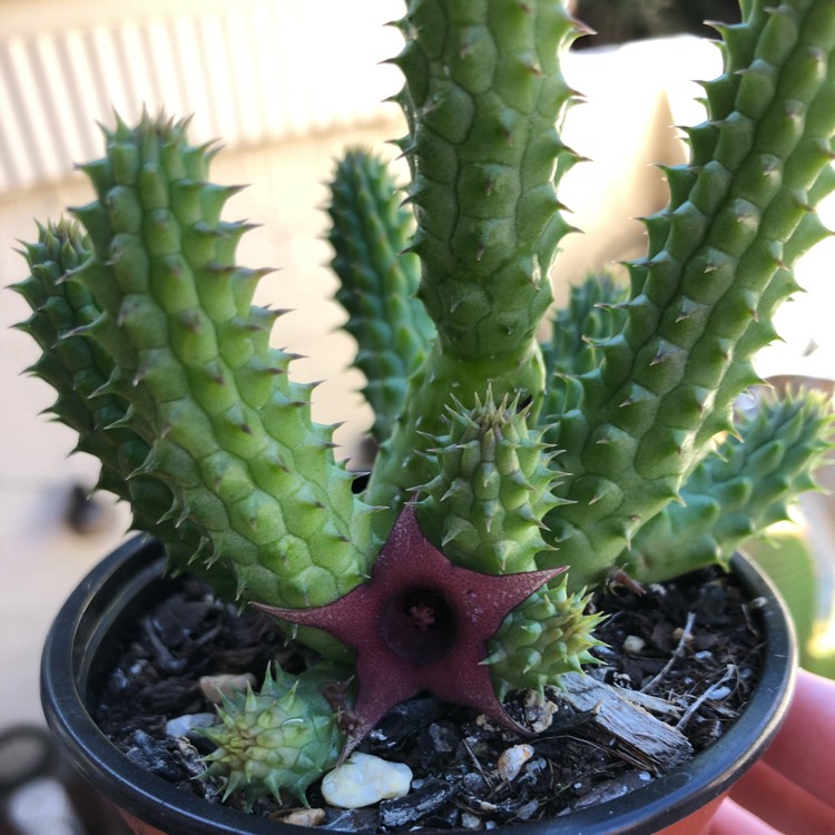 Plant image Stapelia Procumbens (Huernia Procumbens)