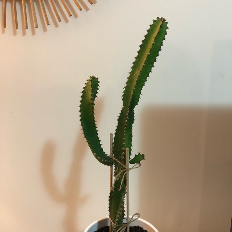 Plant image Euphorbia tortilis