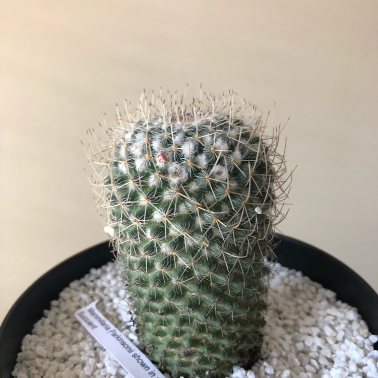plant image 655347