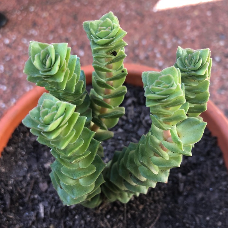 Plant image Crassula 'Green Pagoda'