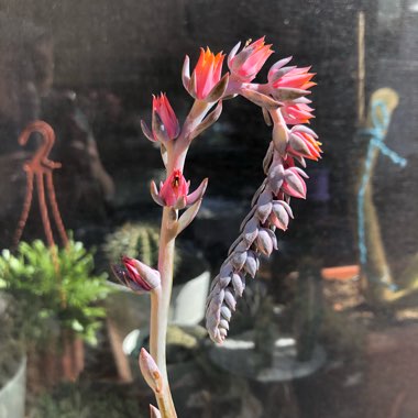 Echeveria Desmetiana v. Subsesslis