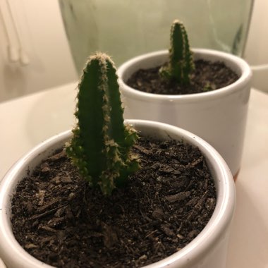 Acanthocereus tetragonus Fairy Castles syn.Cactus tetragonus, Cereus tetragonus, Cactus pentagonus, Cereus pentagonus, Acanthocereus pentagonus, Cereus acutangulus