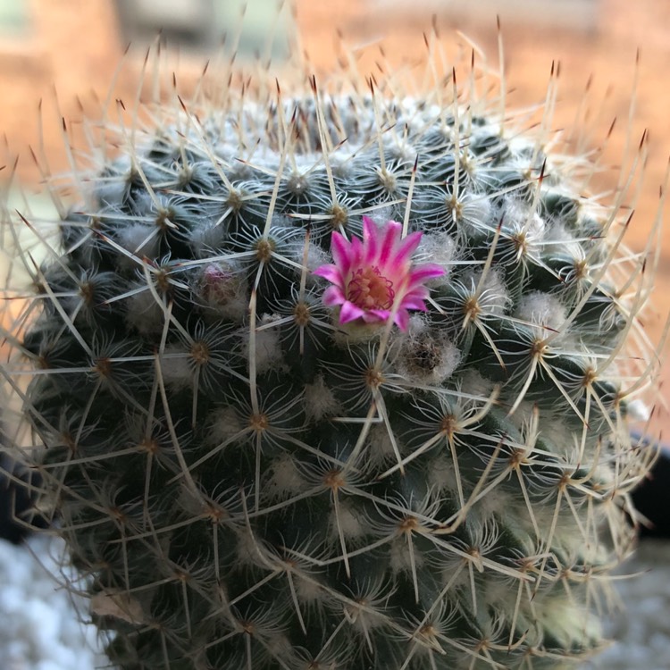 plant image 657330