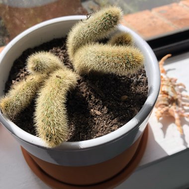Cleistocactus winteri