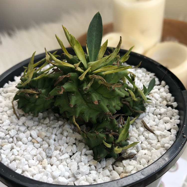 Plant image Euphorbia bupleurifolia 'Cockelbur'
