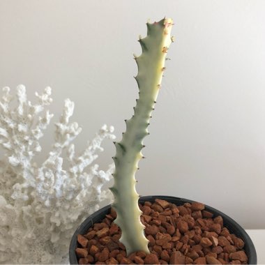 Euphorbia lactea 'White Ghost'
