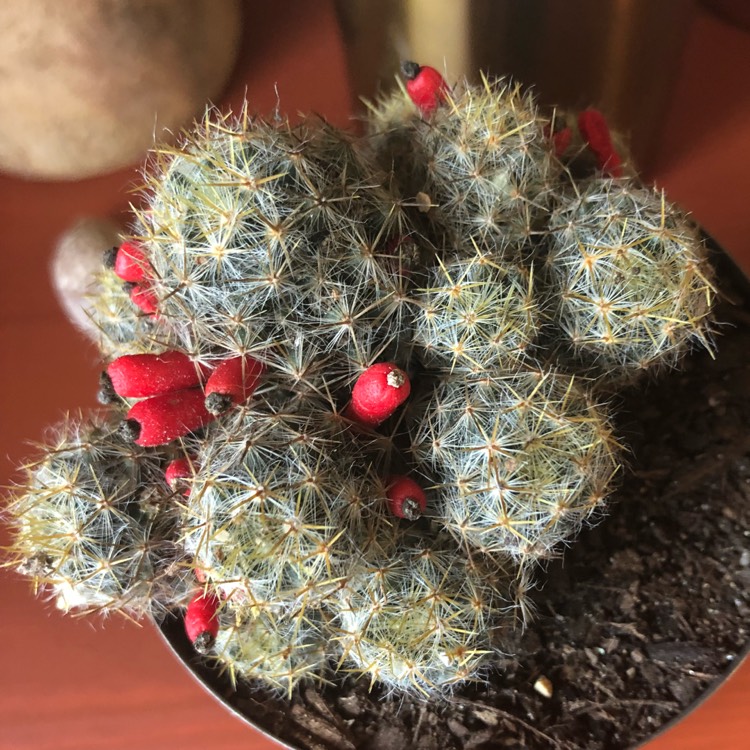 plant image 664812