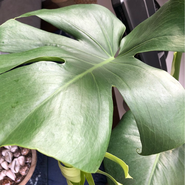 plant image 667440