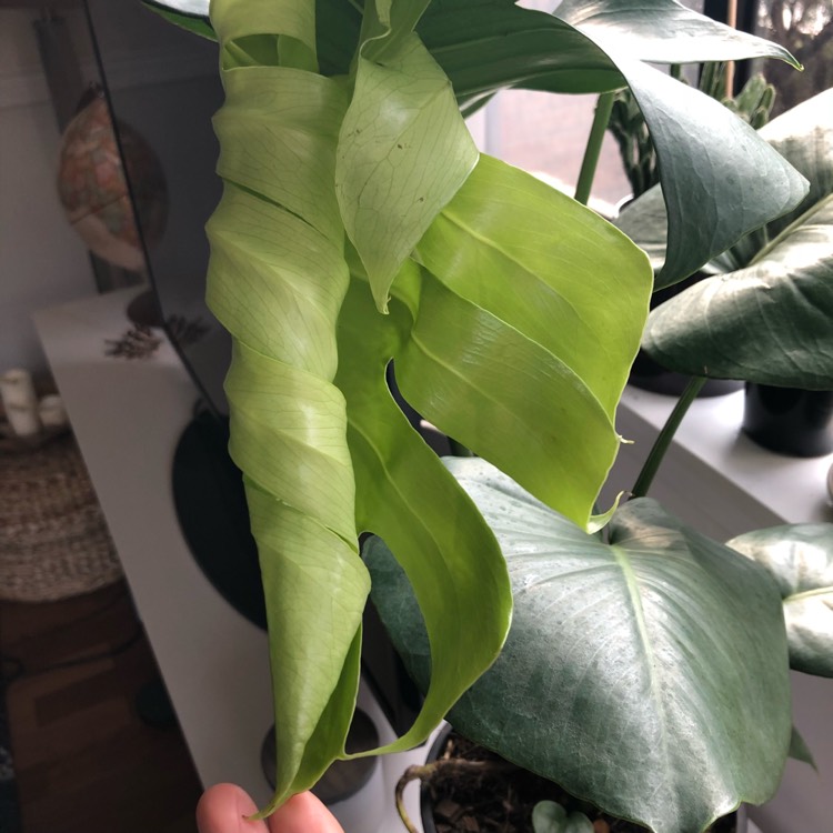 plant image 667443