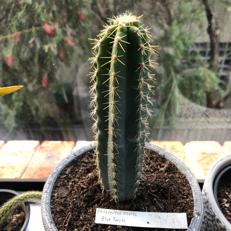 Plant image Pilosocereus azureus