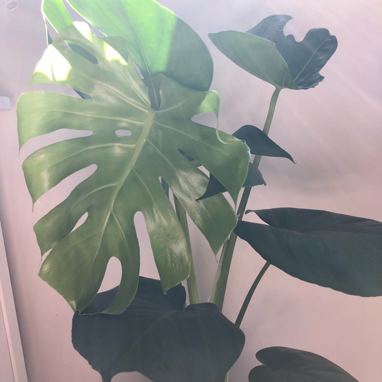 plant image 670669