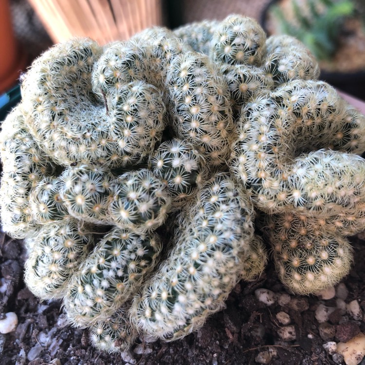 Plant image Mammillaria elongata 'Cristata'