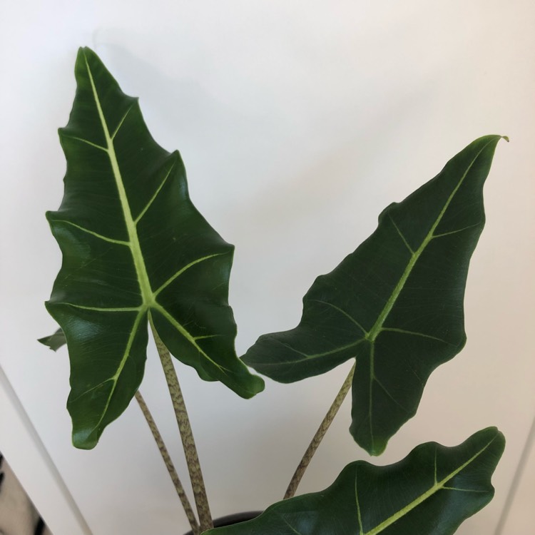 Plant image Alocasia Zebrina Sarian