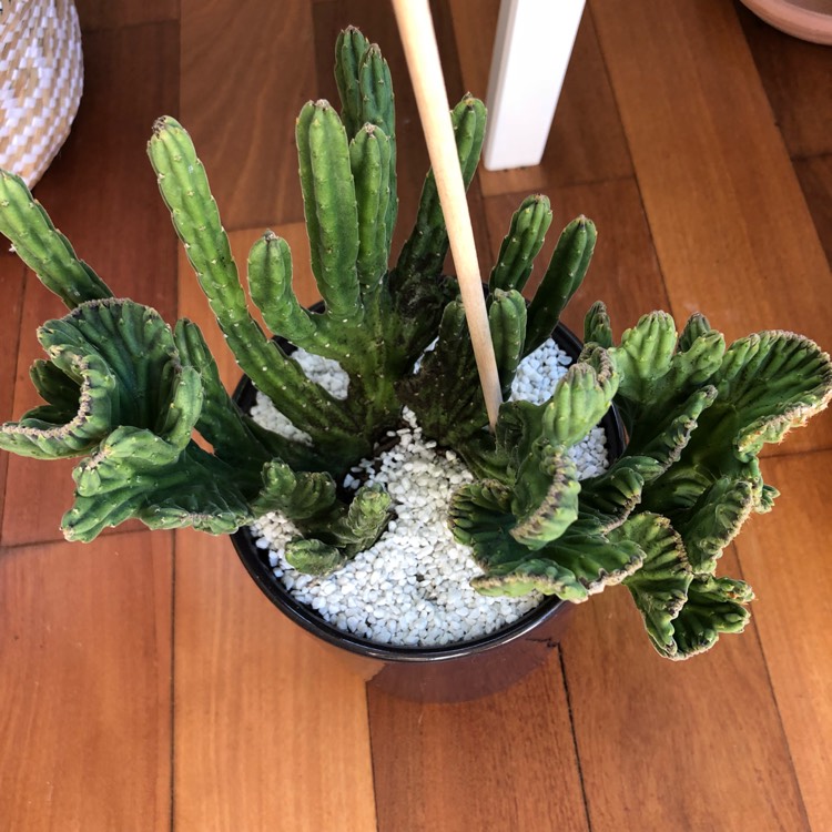 plant image 680894