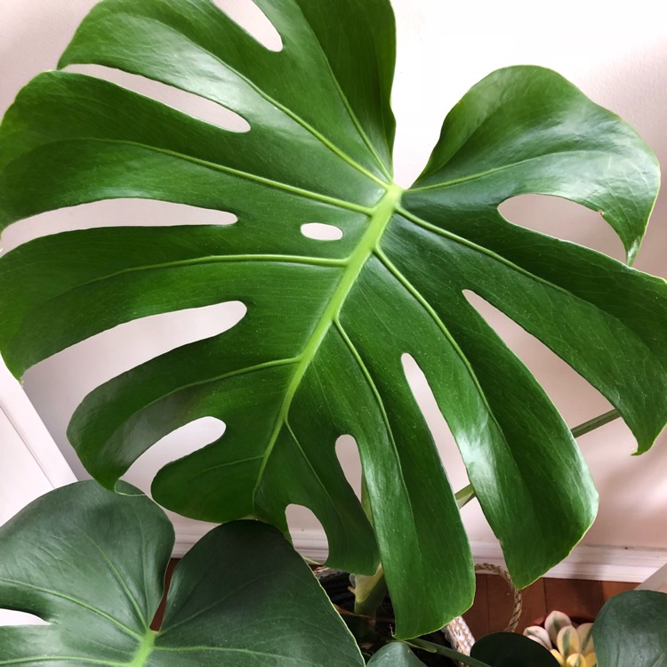 plant image 691067