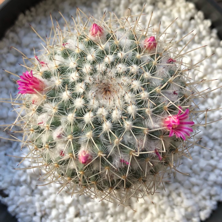 plant image 691071