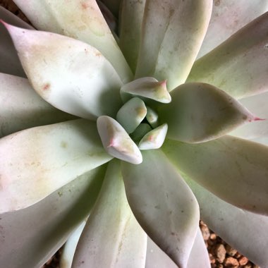 Echeveria Colorata