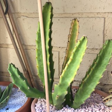 Stapelia grandiflora