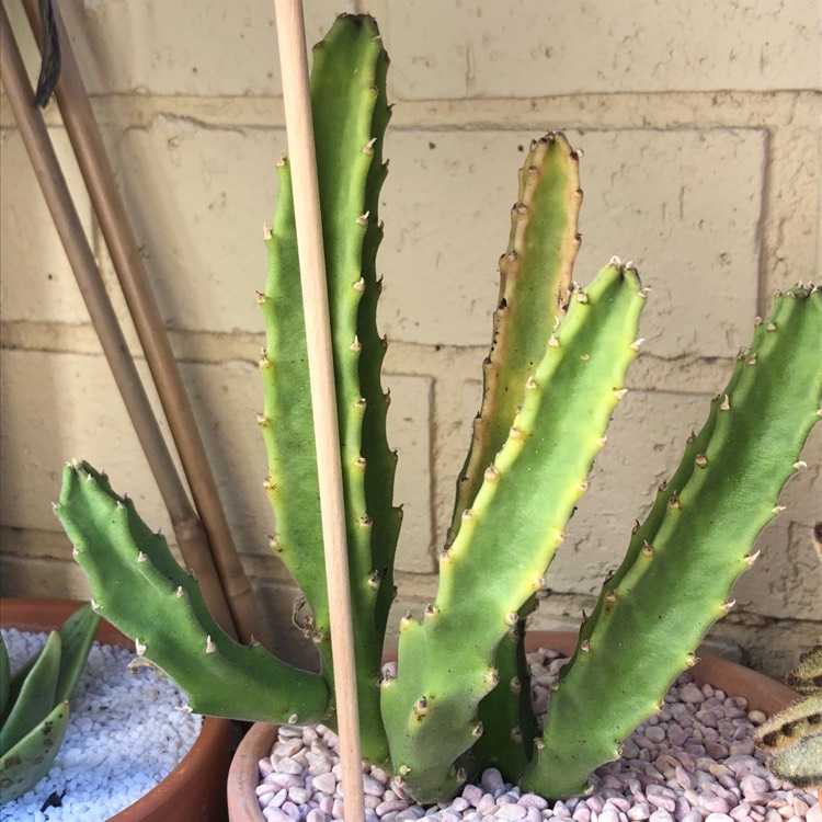Plant image Stapelia grandiflora