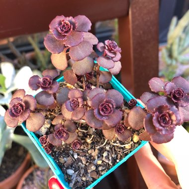 Sedum spurium  'Chocolate Blob'