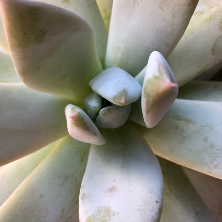 plant image 709389