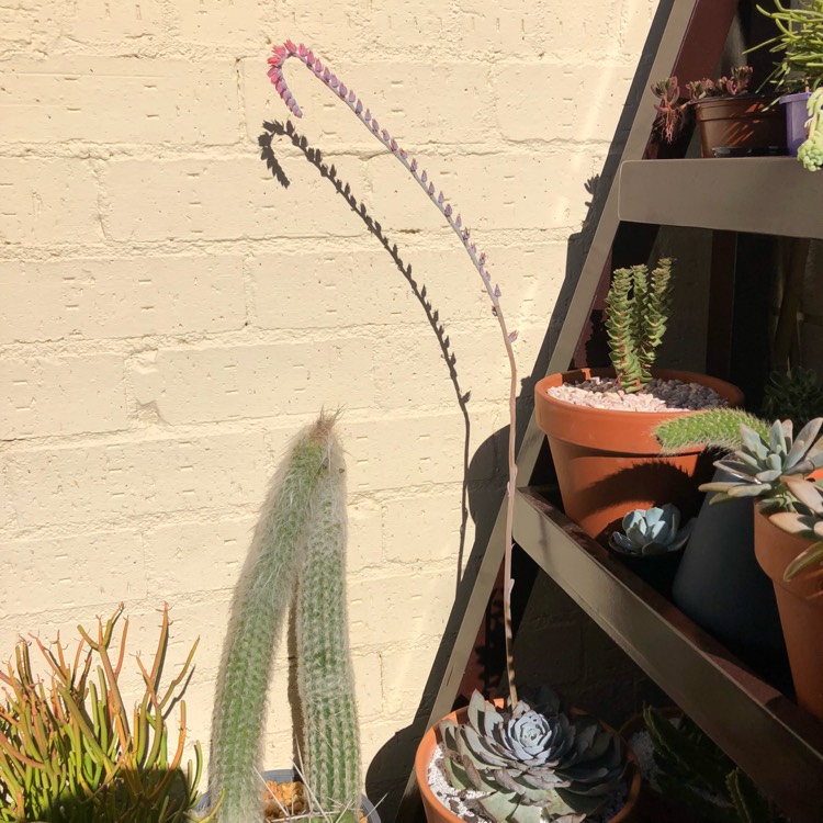 plant image 709407
