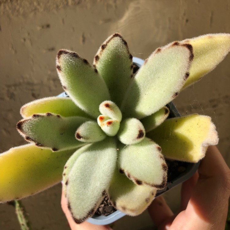 Plant image Kalanchoe Tomentosa Golden Girl