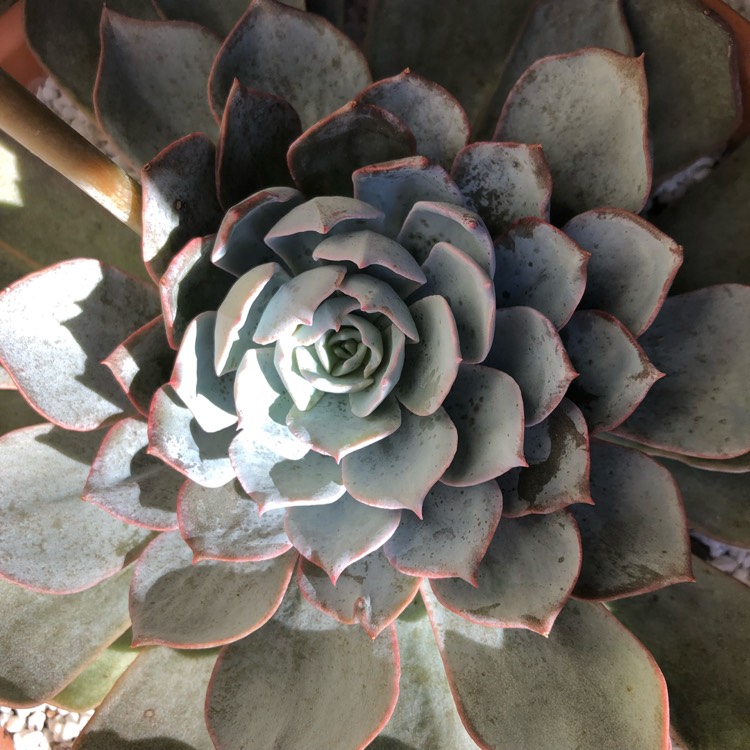 plant image 709414