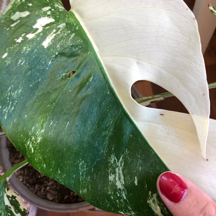 Plant image Monstera deliciosa 'Variegata'