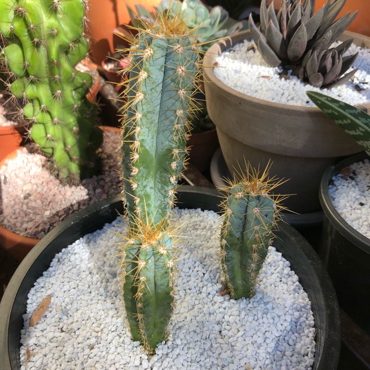 plant image 709459