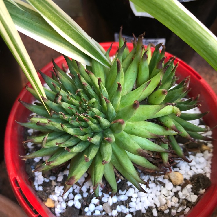plant image 709486