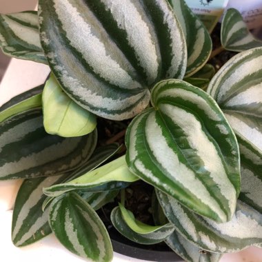Peperomia verschaffeltii