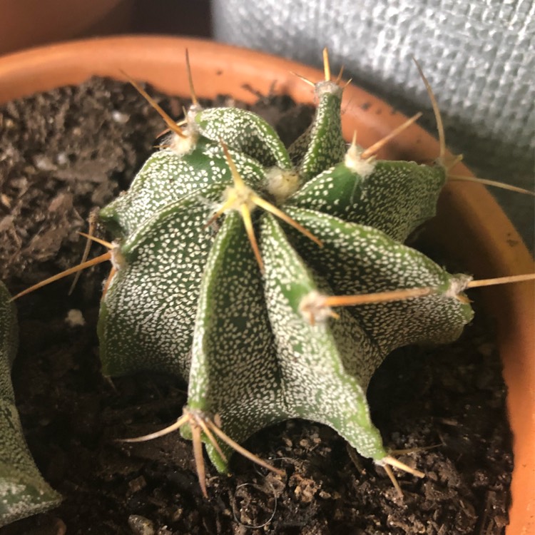 Plant image Astrophytum capricorne