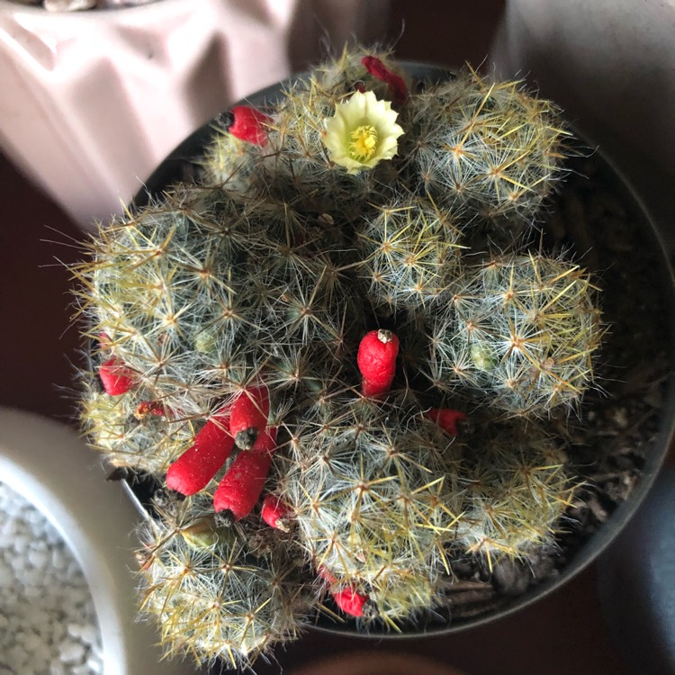 plant image 710977