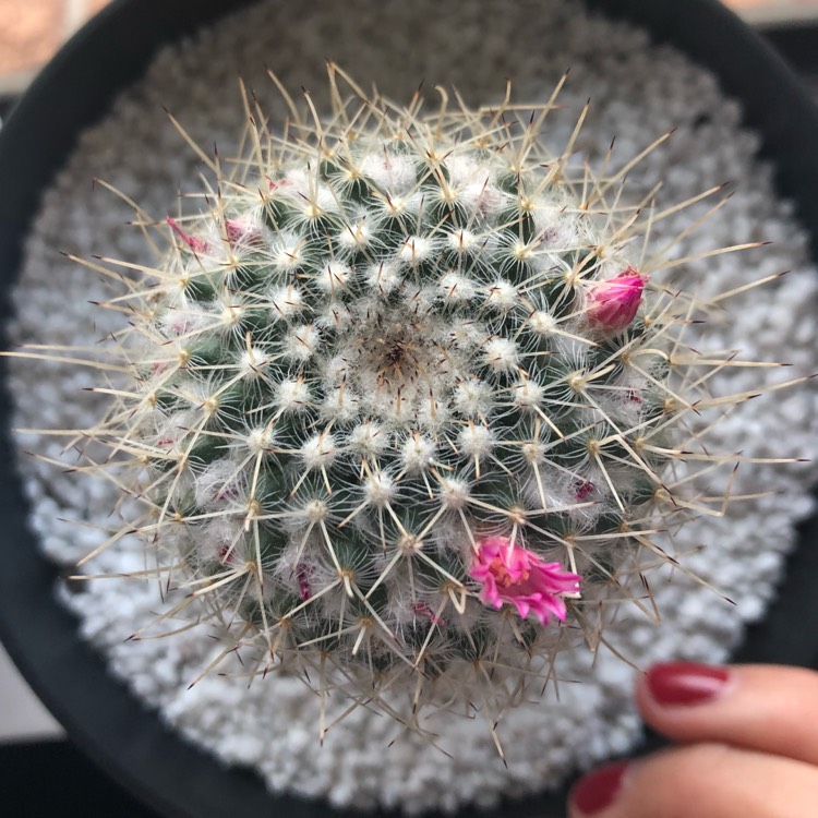 plant image 710982
